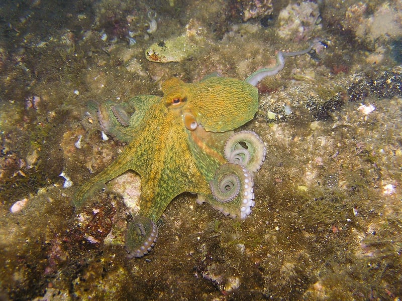 Deep-Sea Creature